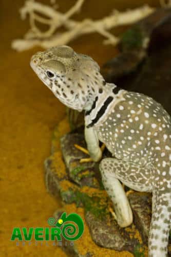 Crotaphytus collaris