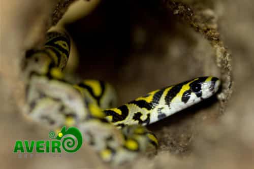 Euprepiophis (elaphe) mandarinus