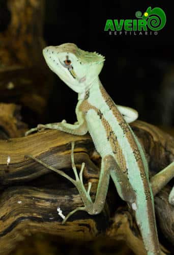 Laemancyus serratus