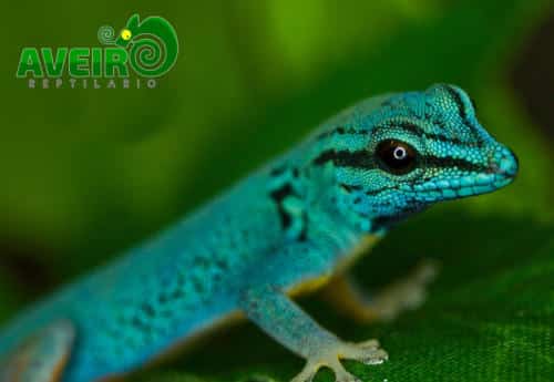Lygodactylus williamsi