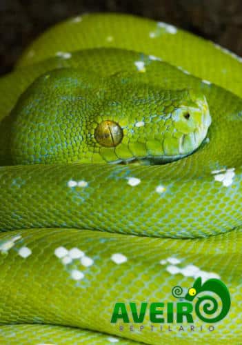 Morelia viridis