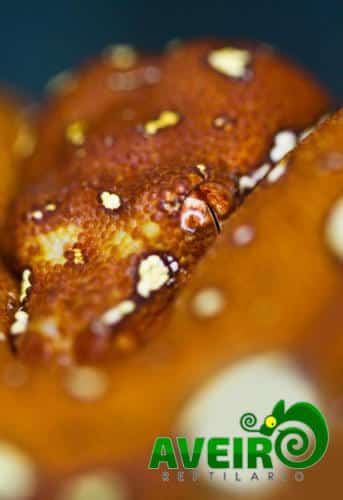 Morelia viridis3