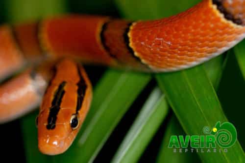 Oreocryptophis porphyracea pulchra