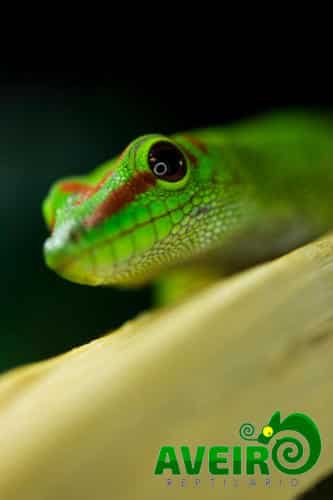 Phelsuma madagascariensis grandis