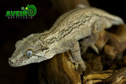 Rhacodactylus Auriculatus
