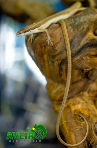 Takydromus sexlineatus
