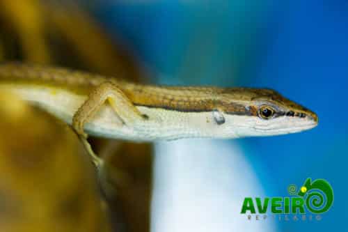 Takydromus sexlineatus2