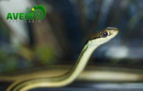 Thamnophis sauritus sackeni