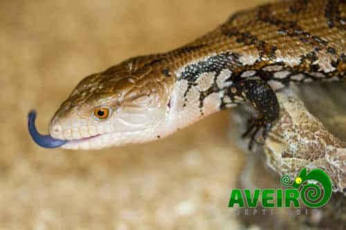 Tiliqua scincoides scincoides