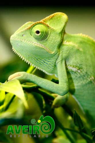 chalaneleo calyptratus