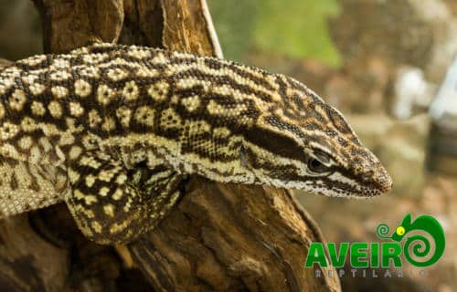 varanus acanthurus