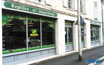Personnalisation de vitrine – Snake & Co